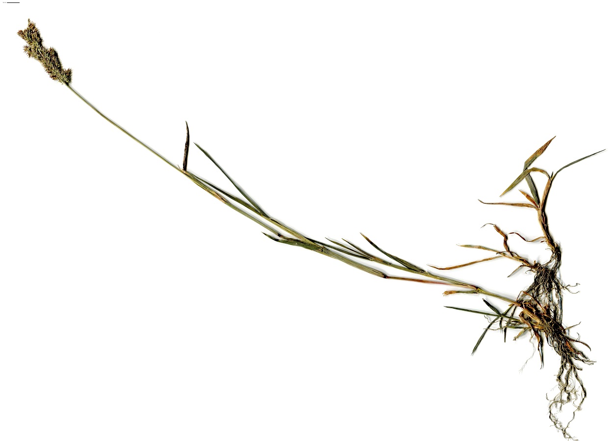 x Agropogon robinsonii (Poaceae)